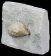 Cystoid (Holocystites) Fossil - Indiana #44606-3